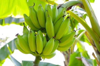 Muz ağacından sarkan taze yeşil muzlar.