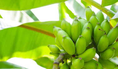 Muz ağacından sarkan taze yeşil muzlar.