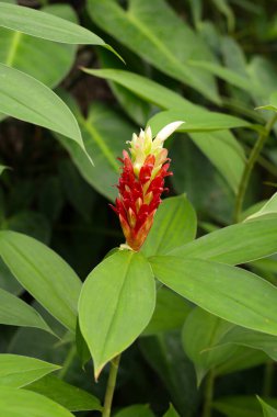 Hintli kızıl, Costus Specosus