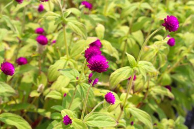 Küre amaranth veya lisans düğme çiçek