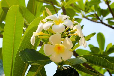 Plumeria or frangipani flower. Tropical tree