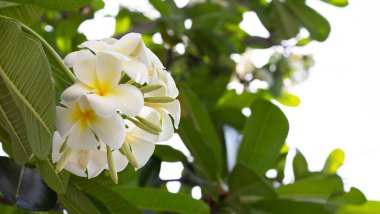 Plumeria or frangipani flower. Tropical tree