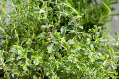 Bahçede taze bitkiler