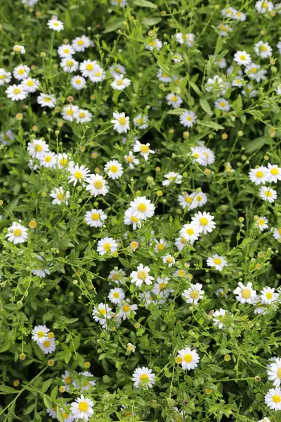 Marguerite beyaz çiçek, Marguerite Daisy