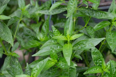 Andrographis bahçede paniklemiş.