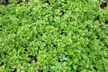 Brezilya Ispanak bitkisi sebze tarlasında