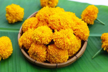 Güzel sarı kadife çiçekleri