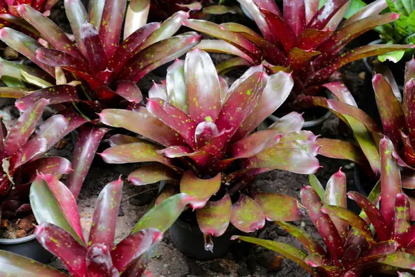 Bromeliad bahçede. Renkli bitki yaprakları