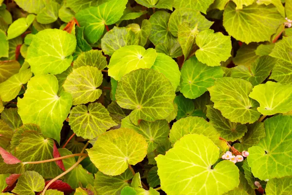 Bahçedeki begonya bitkileri