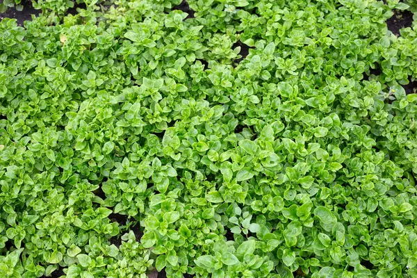 Brezilya Ispanak bitkisi sebze tarlasında