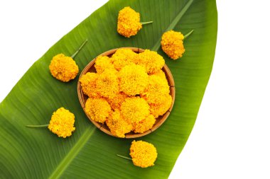 Güzel sarı kadife çiçekleri