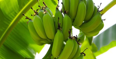 Muz ağacından sarkan taze yeşil muzlar.