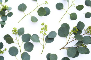 Beyaz arka planda okaliptüs yaprakları. Yeşil yaprak dalları.