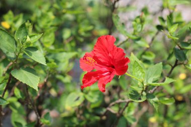 Bahçedeki kırmızı amber çiçeği