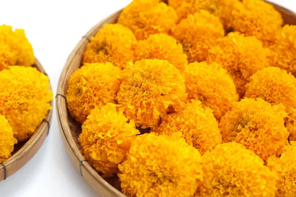 Güzel sarı kadife çiçekleri