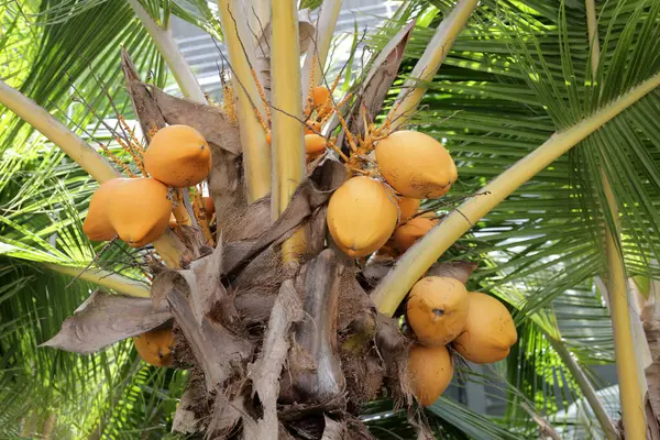 Yellow coconut fruits on coconut tree