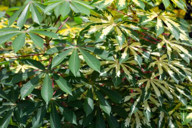 Cassava bitkisi (Manihot esculenta). Yeşil ve sarı yapraklar