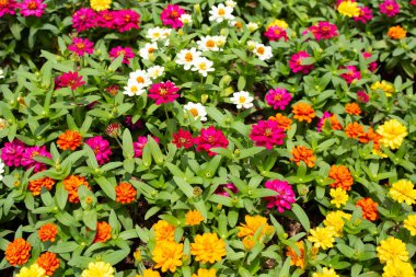 Bahçedeki zinnia çiçeği