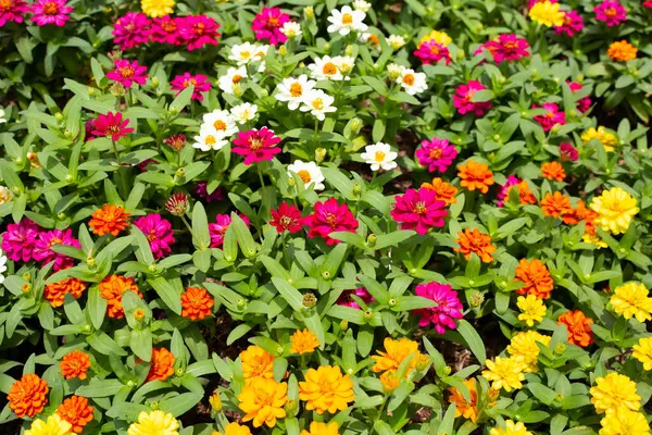 Bahçedeki zinnia çiçeği