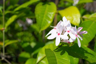 Kopsia meyveli pembe çiçek bahçede.
