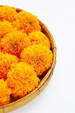 Güzel sarı kadife çiçekleri