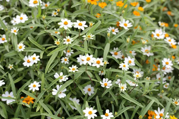 Zinnia angustifolia kunth beyaz çiçek