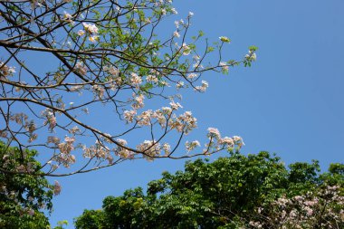 Trompet Ağacı, Pembe Poui, Yeni Dünya Trompeti, Rosy Trompet