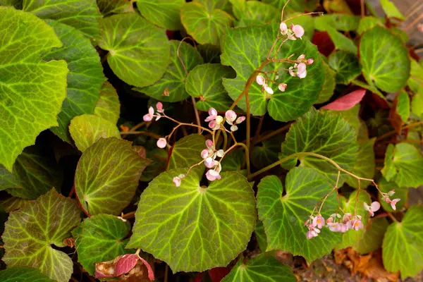 Bahçedeki begonya bitkileri