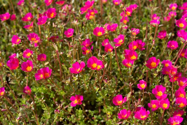 Portekiz pembe çiçeği (yosun gülü bitkileri))