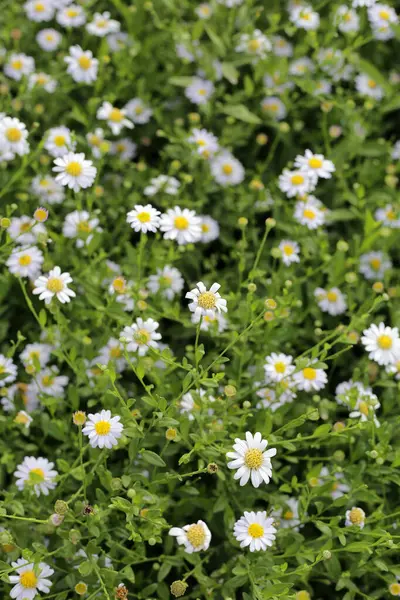 Marguerite beyaz çiçek, Marguerite Daisy