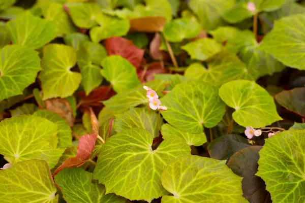 Bahçedeki begonya bitkileri