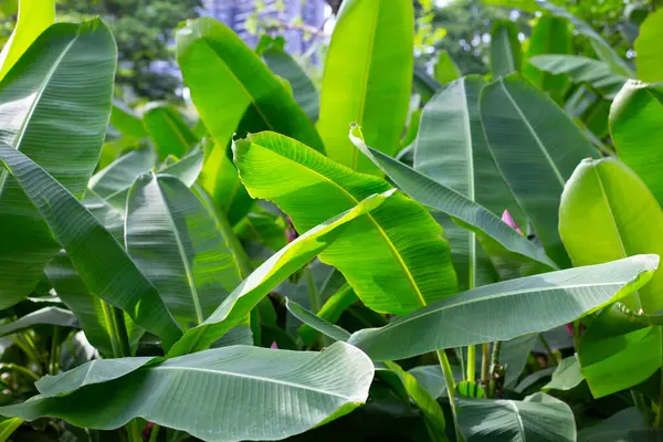 Bahçedeki muz ağacı