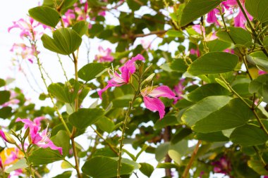 Bauhinia purpurea tree with pink flower