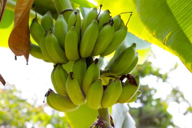 Muz ağacından sarkan taze yeşil muzlar.