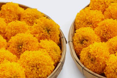 Güzel sarı kadife çiçekleri