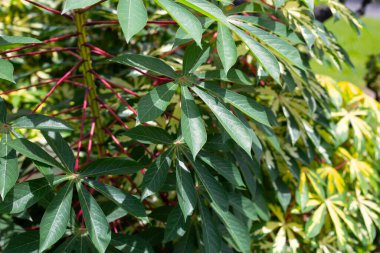 Cassava bitkisi (Manihot esculenta). Yeşil ve sarı yapraklar