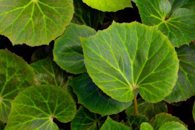 Bahçedeki begonya bitkileri