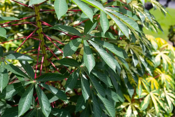 Cassava bitkisi (Manihot esculenta). Yeşil ve sarı yapraklar