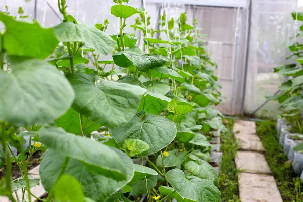 Serada yetişen tatlı karpuzlar