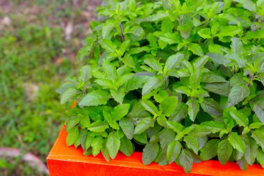 Taze yeşil fesleğen yaprakları