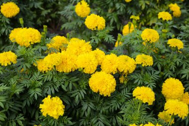 Güzel kadife çiçeği Çiçek bahçesinde