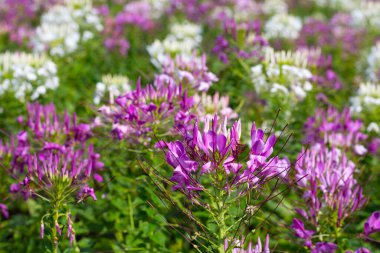 Parktaki Cleome Spinosa çiçeği