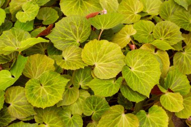 Bahçedeki begonya bitkileri