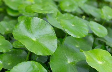 Taze yeşil bitki yaprakları centella asiatica (gotu kola)
