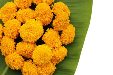 Güzel sarı kadife çiçekleri