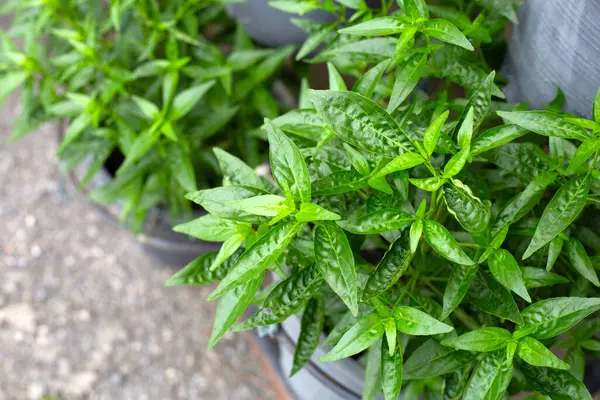 Andrographis bahçede paniklemiş.