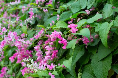 Meksikalı sürüngen, aşk zinciri, mercan sarmaşığı. Pembe çiçek