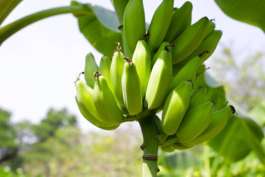 Muz ağacından sarkan taze yeşil muzlar.