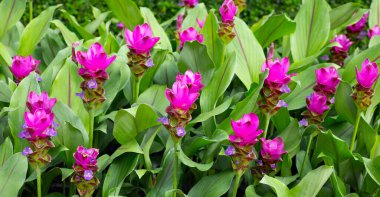 Curcuma sessilis bagaj bitkisinin pembe çiçeği