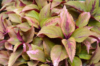 Bahçeye boyalı ısırgan otu.